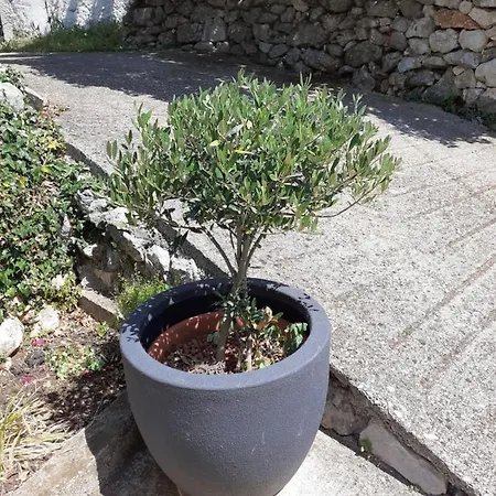 Danijela Apartamento