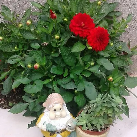 Apartman Danijela